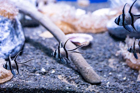 Sea aquarium with salt water and differenet colorful coral reef fish close up