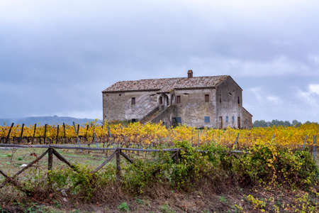 Rainy autumn day on vineyards near Orvieto, Umbria, rows of grape plants after harvest, Italyの写真素材