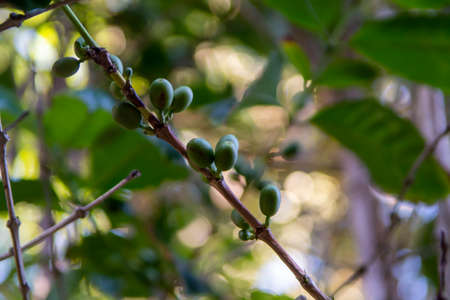 Arabica coffee tree with green ripening coffee cherries berries on plantation, coffee beans productionの写真素材