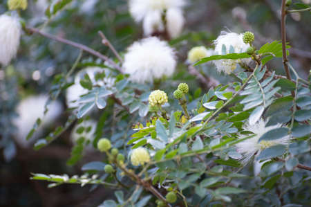 Blossom of white powderpuff exotic plant calliandra haematocephala from Bolivia close up
