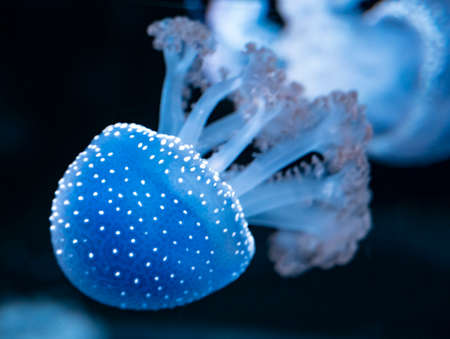Phyllorhiza punctata jellyfish, also known as floating bell, Australian spotted, brown or white-spotted jellyfish on dark backgroundの写真素材