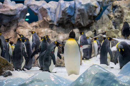 Colony of Gentoo and Emperor Penguins Sea Birds in Zooの写真素材