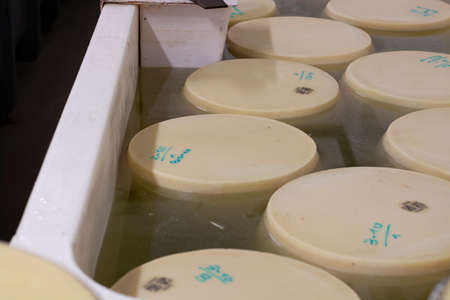 Process of making parmigiano-reggiano parmesan hard cheese on small cheese farm in Parma, Italy, wheels brining in brine bath to absorb salt for 20â25 daysの写真素材