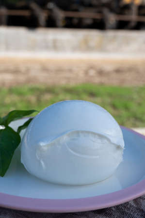 White ball of Italian soft cheese Mozzarella di Bufala Campana and Mediterrane Italiana buffalo raised on Italian cheese farm for production of buffalo milk on backgroud, cheese making in Italyの写真素材