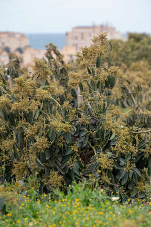 Harvesting and seasonal blossom of evergreen avocado trees on plantations in Costa del Sol,...