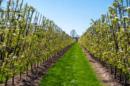 Spring white blossom of pear tree, fruit orchards in Betuwe, Netherlands in sunny day