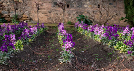 Blossom of pink and purple spring flowers in Spanish gardenの写真素材