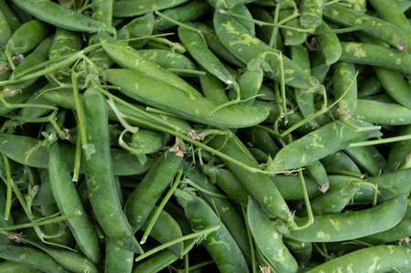Ripe young green sweet garden peas legumes, raw food backgroundの写真素材