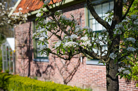 Spring white blossom of pear tree, garden with fruit trees in Betuwe, Netherlands in sunnhy day