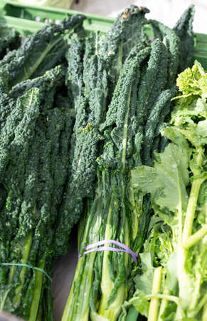 Bunch of dark green organic fresh cavolo nero black cabbage leaves on market