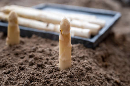 New season of white asparagus vegetable, harvesting of ripe high quality Dutch white asparagus close upの写真素材