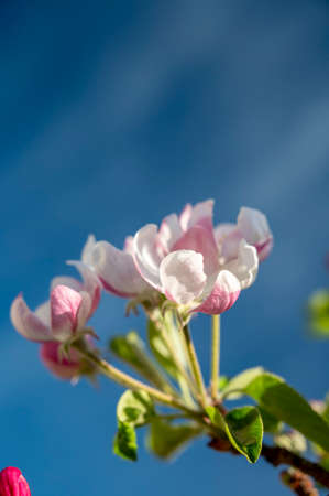 Spring blossom of apple tree, orchards with pink apple fruit flowers close up