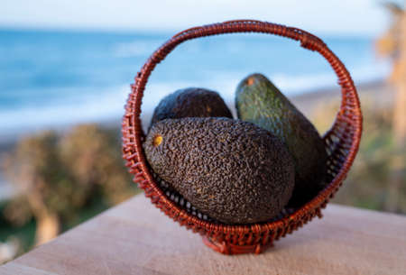 Cultivation of hass avocado fruits in Europe, new harvest of avocado in Malaga region, Andalusia, Spain and beach, palm trees and sea on backgroundの写真素材