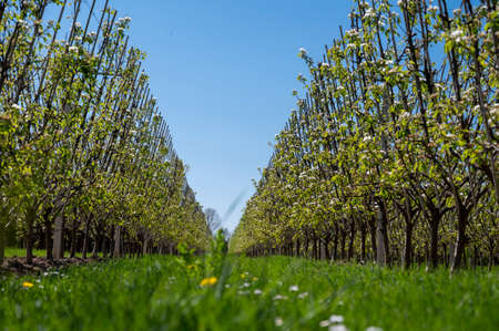 Spring white blossom of pear tree, fruit orchards in Betuwe, Netherlands in sunny day