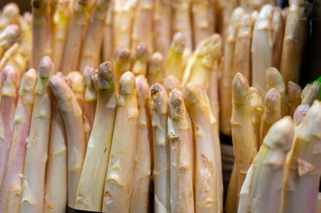 Bunches of white asparagus vegetables for sale on market, seasonal food, close upの写真素材