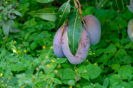 Cultivation of exotic sweet mango fruits on Canary islands, Spain. Ripe big mango fruits hanging on tree.の写真素材