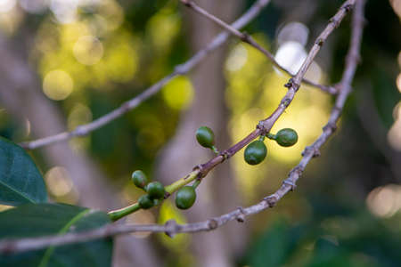 Arabica coffee tree with green ripening coffee cherries berries on plantation, coffee beans...