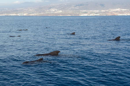 Whales watching from boat, spotted family of whales near coast of Tenerife, Canary islands, Spain in winterの写真素材