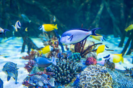 Sea aquarium with salt water and differenet colorful coral reef fish close up