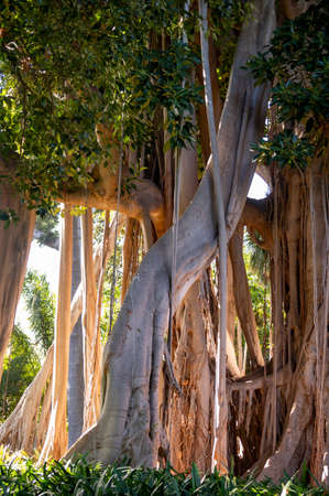 Giant ficus tree with hanging air roots in botanical garden on Tenerife, Canary islands, Spainの写真素材