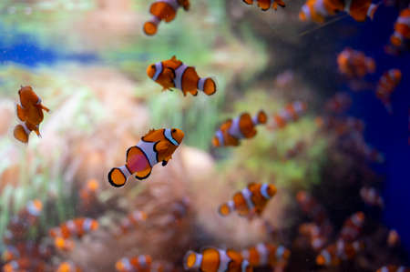 Sea aquarium with salt water and differenet colorful coral reef fish , Amphiprioninae Clownfish...