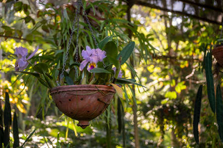Colorful orchids flowers growing in botanical garden on Tenerife close upの写真素材
