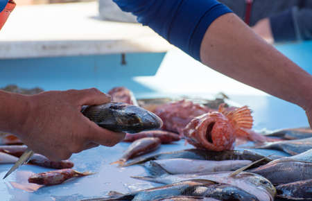 Catch of the day , fresh fish for sale on daily outdoor fisherman's market in small old port in...
