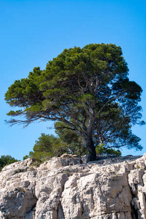 Mediterranean pine trees growing on white limestone rocks and cliffs in Calanques national park,...