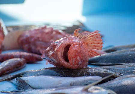 Catch of the day , fresh fish for sale on daily outdoor fisherman's market in small old port in...