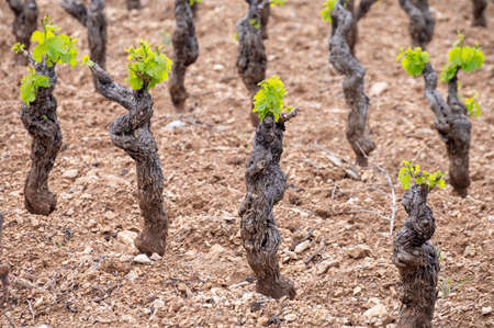 Old grape trunks on vineyards of Cotes de Provence in spring, Bandol wine region near Le Castellet...