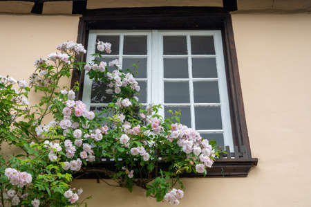 Summer blossom of fragrant colorful roses flowers on narrow streets of small village Gerberoy,...