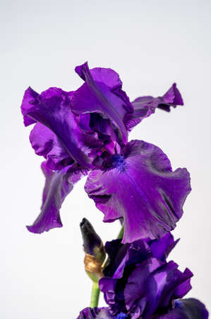 Seasonal blossom of big puprle iris garden flower