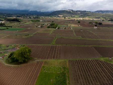 Aerial panoramic view on rows of grape plants on vineyards in Bandol wine making region, Provence,...