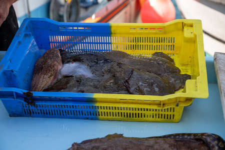 Catch of the day , fresh fish for sale on daily outdoor fisherman's market in small old port in...
