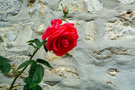 Summer blossom of fragrant colorful roses flowers on narrow streets of small village Gerberoy,...