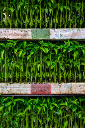 Young green organic vegetables seedlings to sell on farmers marketの写真素材
