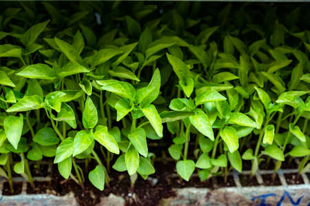 Young green organic vegetables seedlings to sell on farmers marketの写真素材
