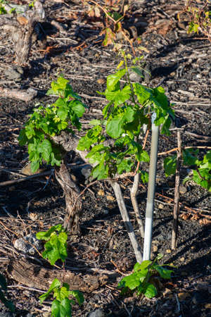 Colorful vineyards in winter located on mountain slope on black volcanic lava soil, wine making on La Palma island, Canary islands, Spainの写真素材