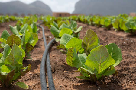 Farm fields with rows of green lettuce salad. Panoramic view on agricultural valley near town Zafarraya with fertile soils for growing of vegetables, green lettuce salad, cabbage, artichokes, Andalusia, Spainの写真素材