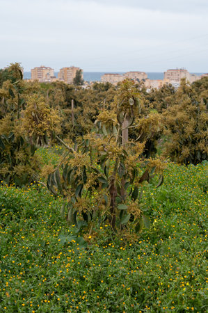 Harvesting and seasonal blossom of evergreen avocado trees on plantations in Costa del Sol, Andalusia, Spainの写真素材