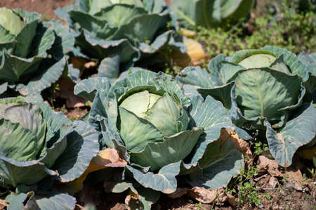 Open air pesticide-free organic eco-friendly gardening, white cabbage vegetable ready to harvestの写真素材