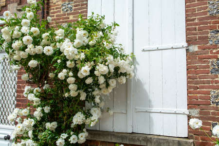 Summer blossom of fragrant colorful roses flowers on narrow streets of small village Gerberoy, Normandy, Franceの写真素材