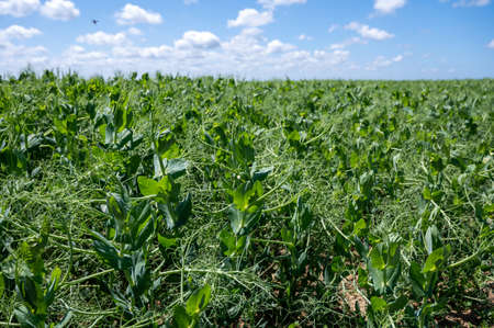 Argiculture in Pays de Caux, fields with green peas plants in summer, Normandy, Franceの写真素材