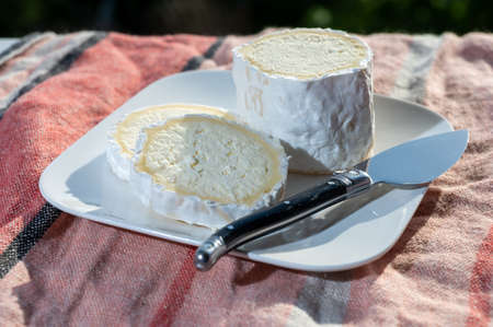 French cheeses, cylindrical neufchatel cow cheese with mold close up, NeufchÃ¢tel-en-Bray,...