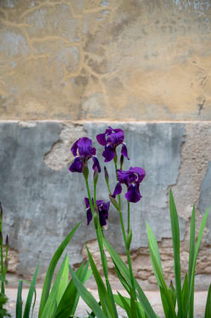 Big purple lilac iris flower in blossom, springtime in Provence, Franceの写真素材