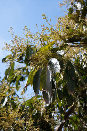 Seasonal blossom of evergreen avocado trees in April on plantations in Costa Tropical, Andalusia,...