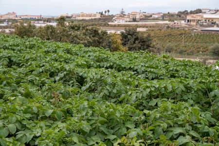 Outdoor plantation of green potatoes plants ready to harvest, eco-friendly farming in Andalusia, Spainの写真素材
