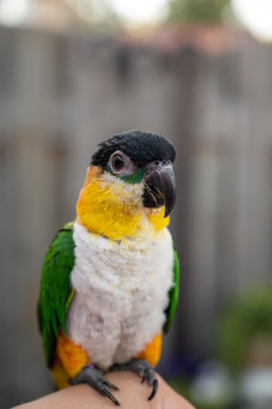 Small colorful Australian lory parrot sitting on hand outdoorの写真素材