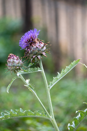 Cynara cardunculus or prickly artichoke plants growing in gardenの写真素材