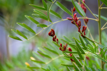 Botanical collection, Glycyrrhiza glabra or root liquorice medicinal plant growing in garden in...